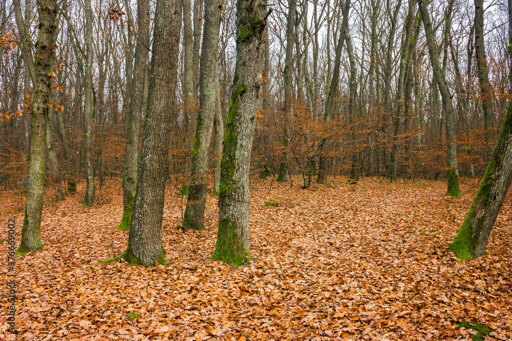 leafless beech trees in the forest. moss on the tree trunk. beautiful autumn scenery in november leafless beech trees in the forest. moss on the tree trunk. beautiful autumn scenery in november