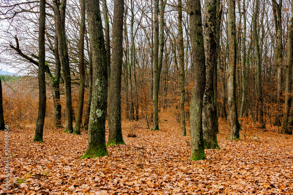 leafless beech trees in the forest. moss on the tree trunk. beautiful autumn scenery in november leafless beech trees in the forest. moss on the tree trunk. beautiful autumn scenery in november