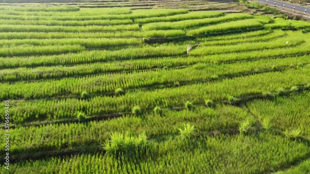aerial view of green and fresh rice terraces aerial view of green and fresh rice terraces