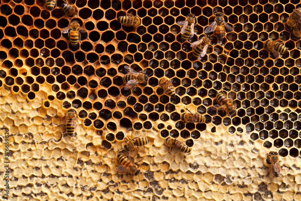 Bees working on a honeycomb, macro shoot Bees working on a honeycomb, macro shoot