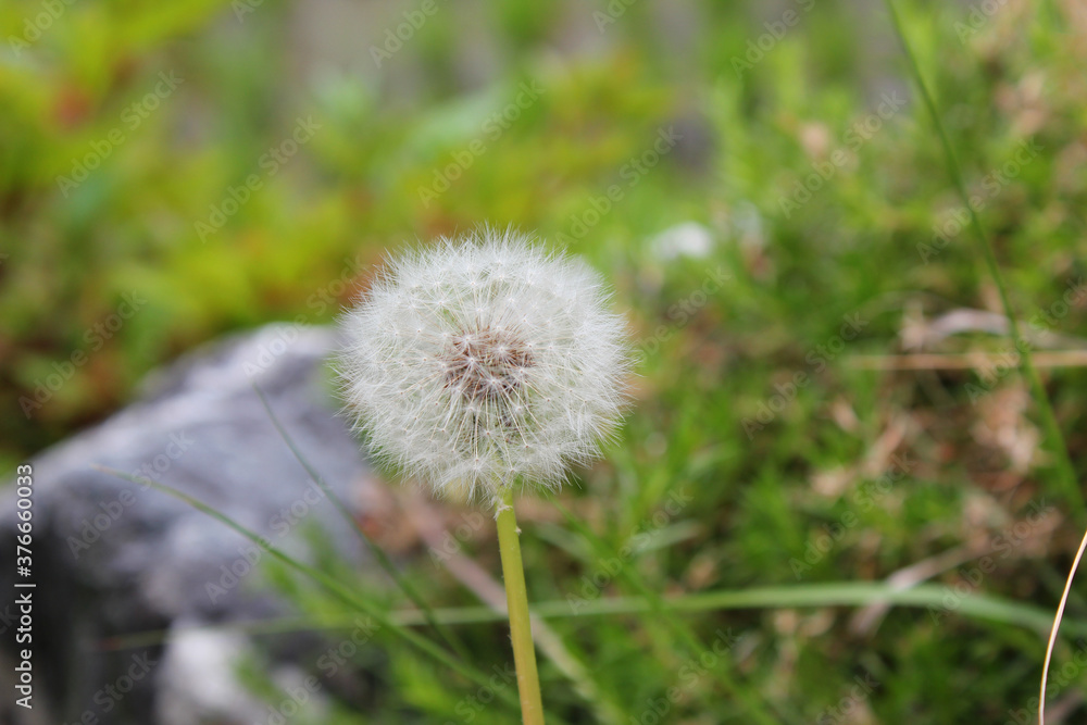 Dandelion with seeds blowing away in the wind. Dandelion seeds in nature on green background Dandelion with seeds blowing away in the wind. Dandelion seeds in nature on green background