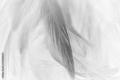 black feather pattern texture background