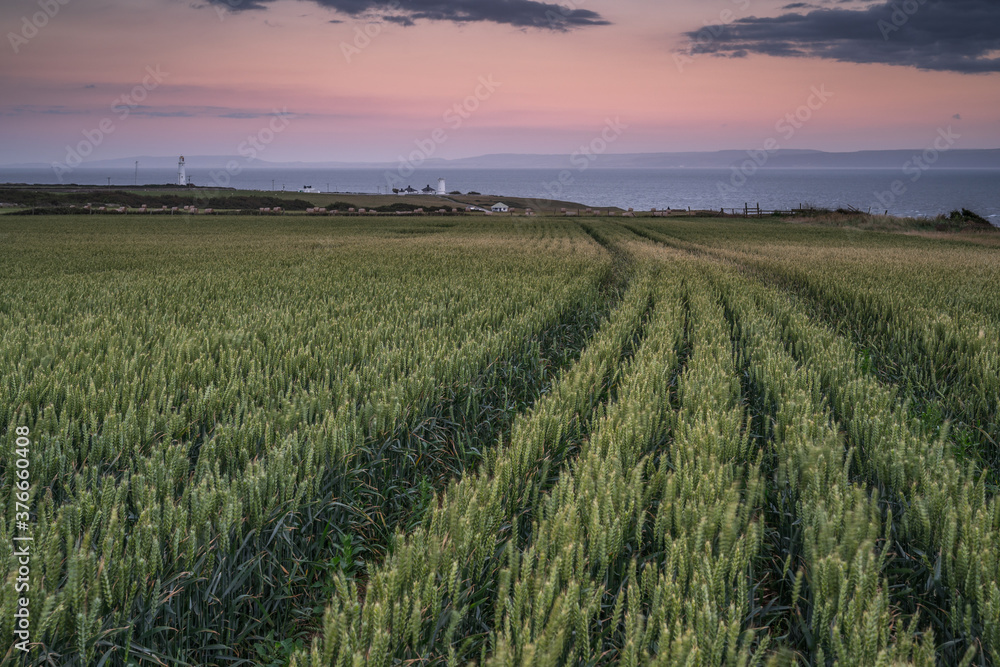 wheat field at sunset, looking towards a lighthouse on the Wales Coastal Path