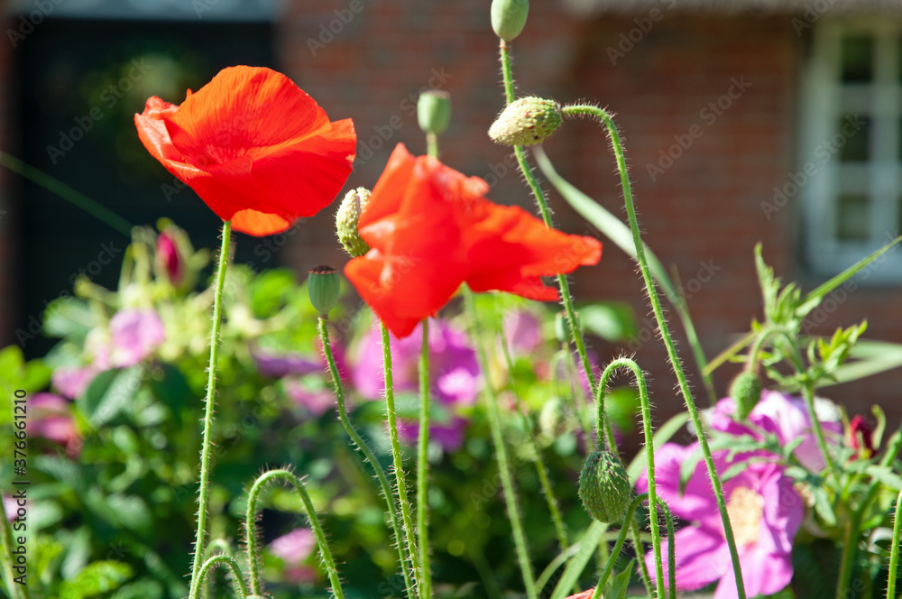 Obraz premium Mohnblumen