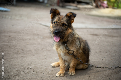 The dog is on the chain. Guard dog. The dog in the village.