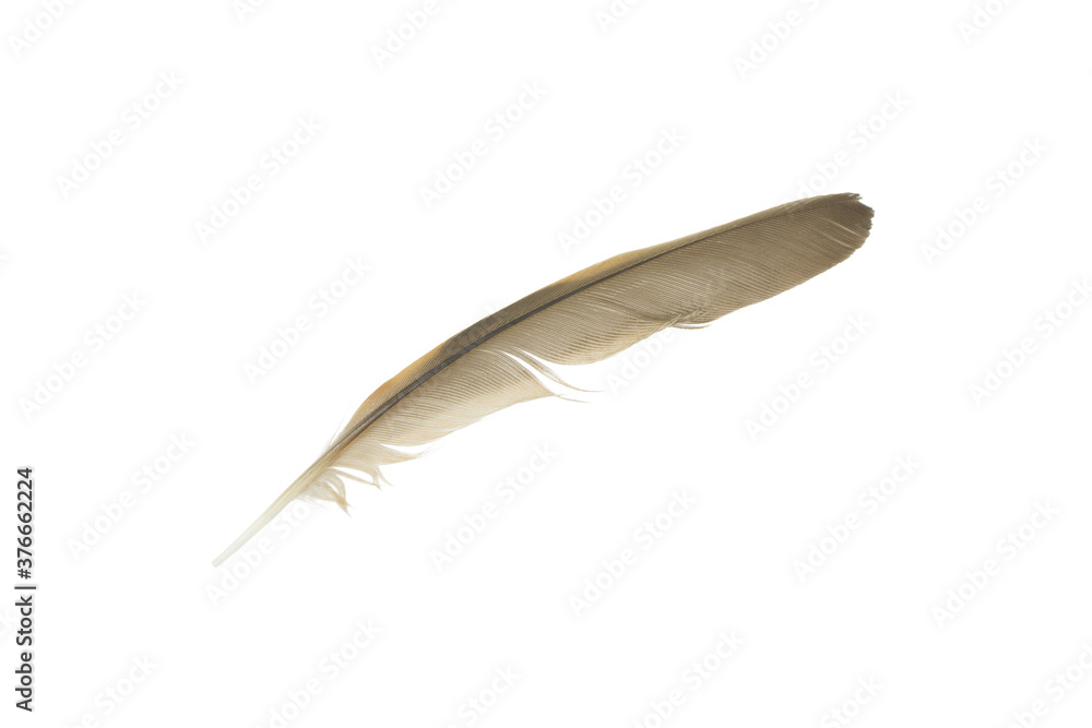 Beautiful eagle feather isolated on white background Beautiful eagle feather isolated on white background