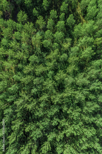 Drone photography, high angle view of green aspen tree forest
