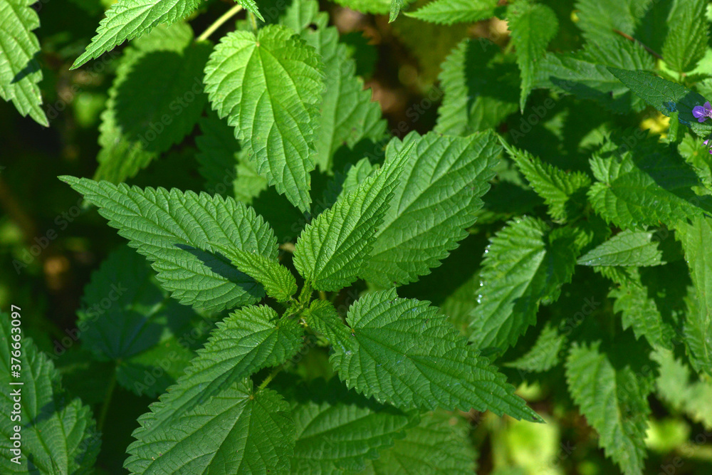 Nettle. A bunch of common nettles in the ground. Nettle. A bunch of common nettles in the ground.