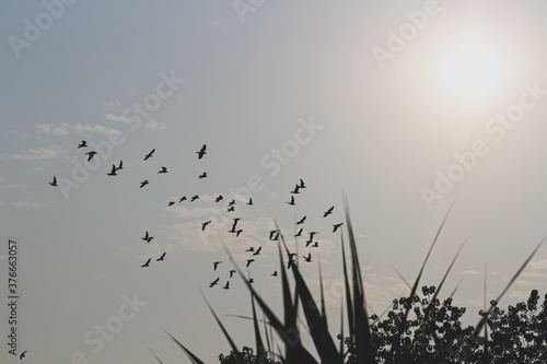 flock of birds in the sky