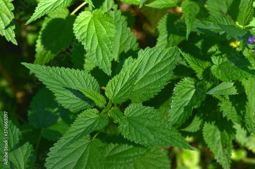 Nettle. A bunch of common nettles in the ground.