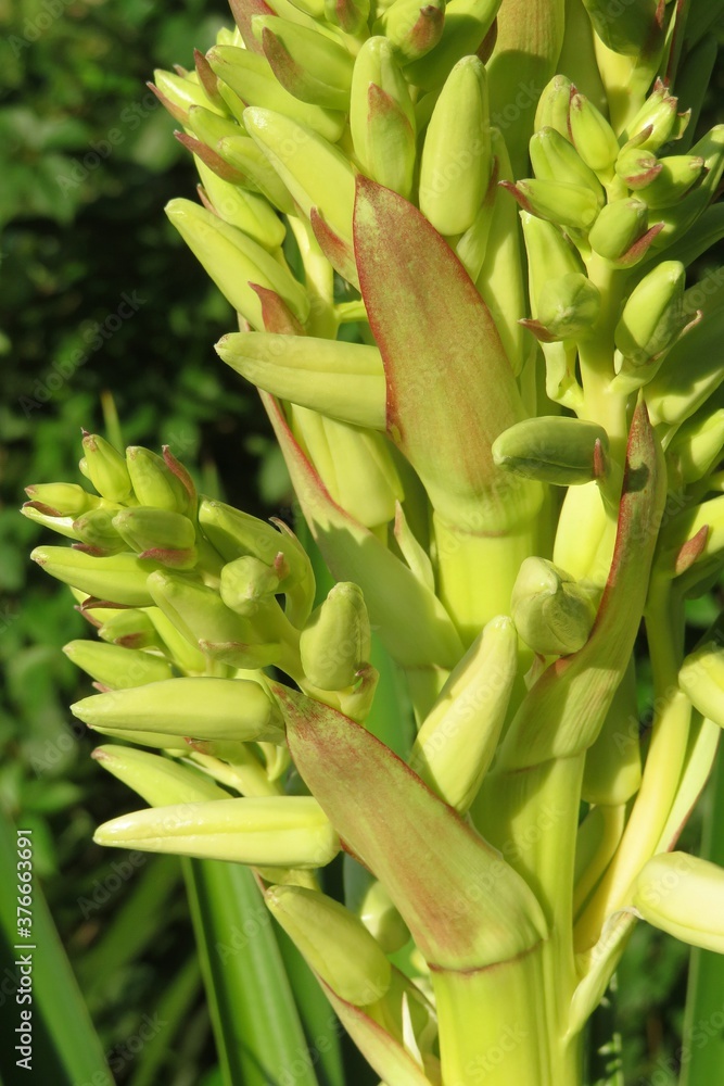Fototapeta premium Yucca buds in Florida nature, closeup