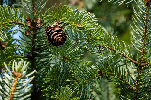 Obraz na plátne Serbian Christmas tree Picea omorika