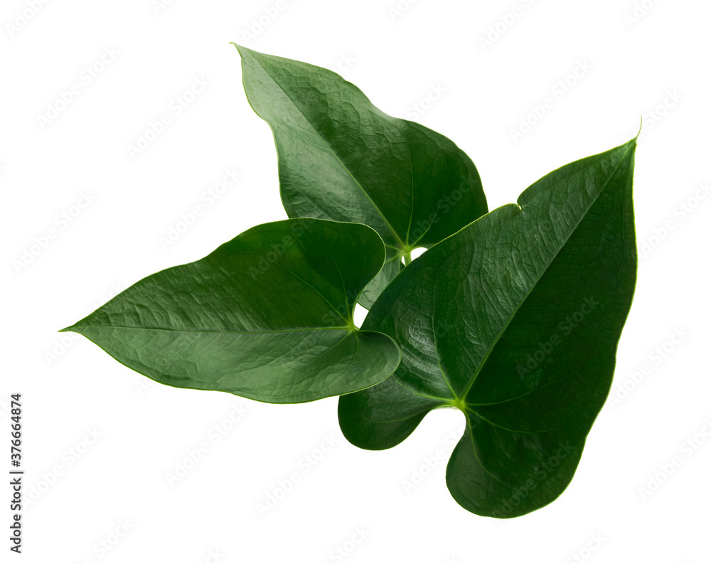 Anthurium leaves, Green leaf isolated on white background, with clipping path    - obrazy, fototapety, plakaty 