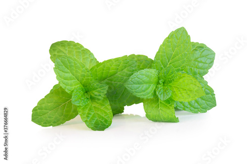 Closeup fresh pepper mint isolated on white background, herb and health care concept, selective focus
