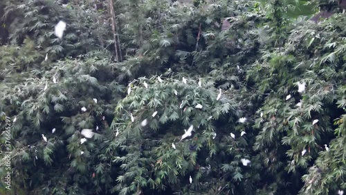 Indian Cattle Egrets (Bubulcus coromandus) and Chinese pond-heron (Ardeola bacchus) flock to spend night in bamboo forest in evening. Great subject for Eastern painting in style 