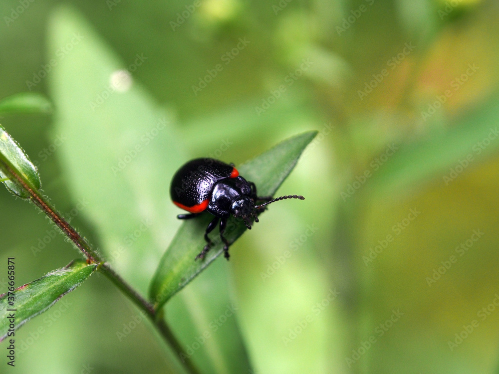 Narrow-bordered leaf beetle (Chrysolina sanguinolenta) basks in the spring sun, close-up, macro photo. Variety of wildlife, insects. Narrow-bordered leaf beetle (Chrysolina sanguinolenta) basks in the spring sun, close-up, macro photo. Variety of wildlife, insects.