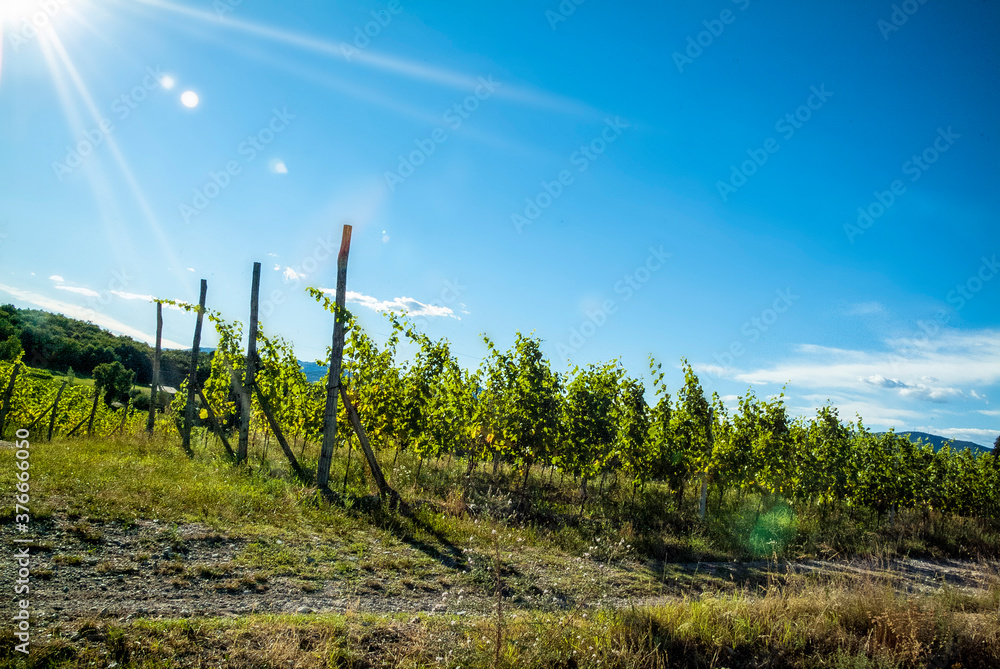 Obraz premium agriculture for grapes and wine