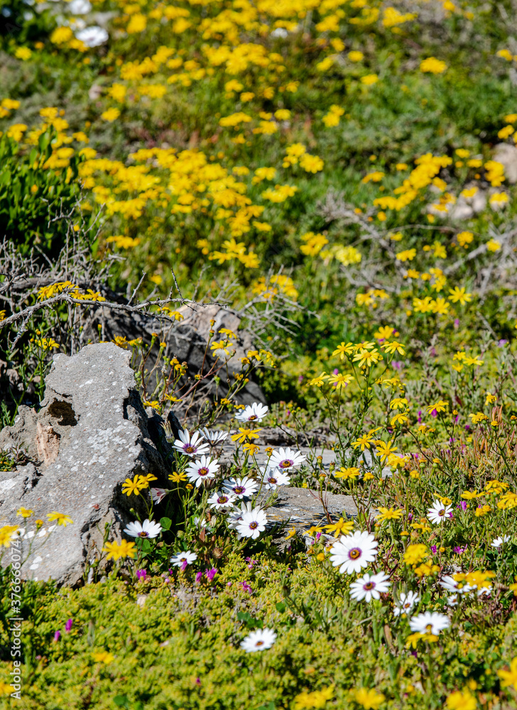 Obraz premium yellow flowers on the rocks