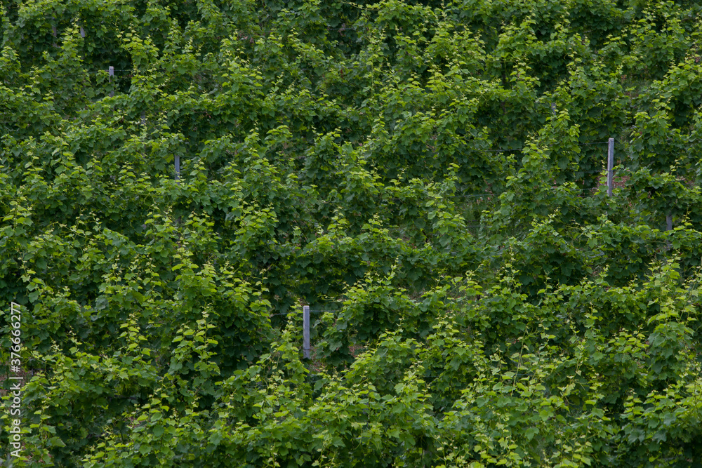 agriculture for grapes and wine agriculture for grapes and wine