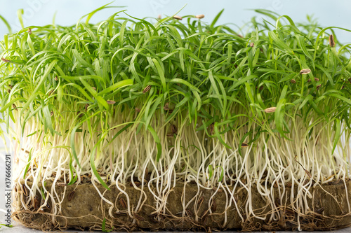 Micro greens sprouts of fennel on light blue background. Concept of superfood and healthy organic food