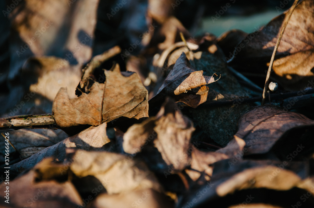 Dry fallen leaves close up on sunny in autumn forest