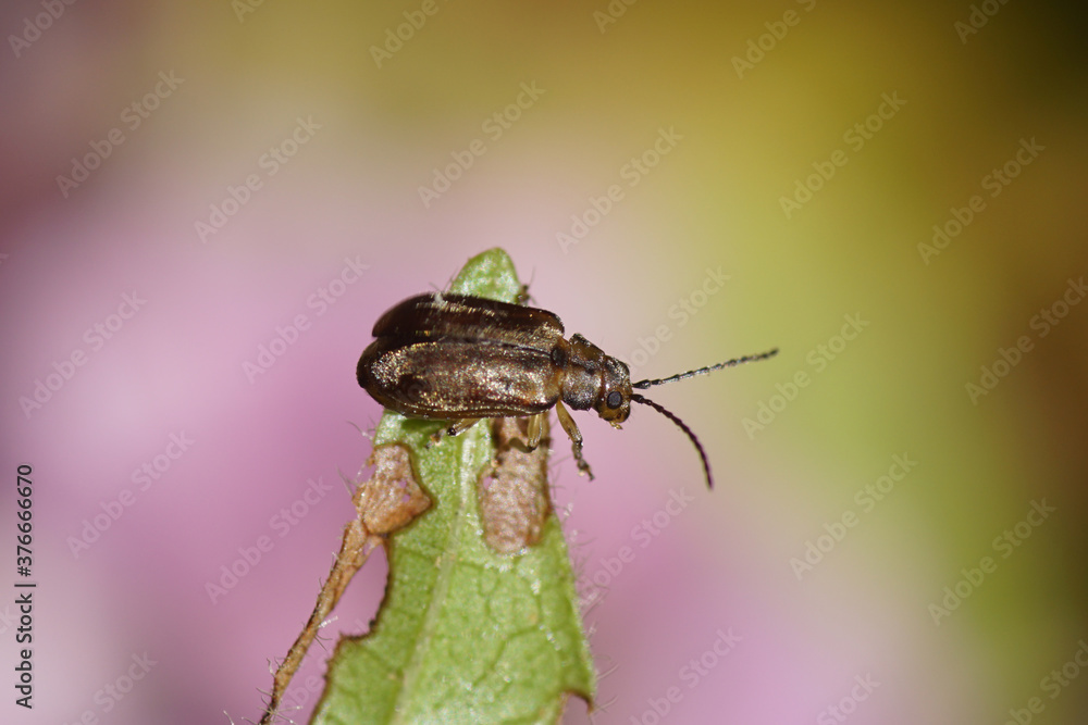 Φωτογραφία A viburnum leaf beetle (Pyrrhalta viburni), family Chrysomelidae likes laurustinus (Viburnum tinus), family Adoxaceae