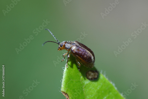 A viburnum leaf beetle (Pyrrhalta viburni), family Chrysomelidae likes laurustinus (Viburnum tinus), family Adoxaceae. Netherlands, August © Thijs de Graaf