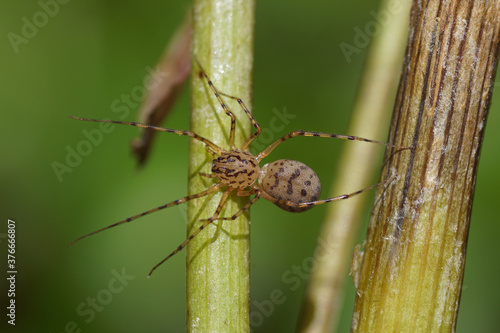 A spitting spider (Scytodes thoracica), family Spitting spiders (Scytodidae) in a plant. Netherlands, September