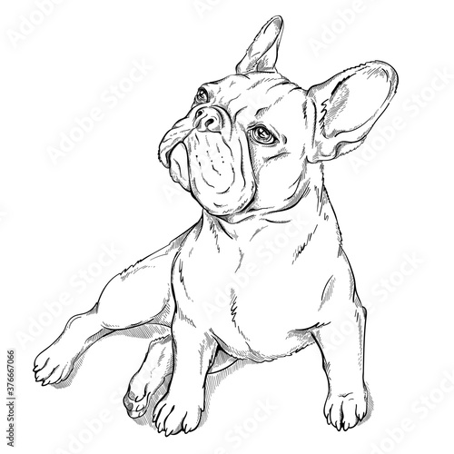 Cute french bulldog sketch. Vector illustration