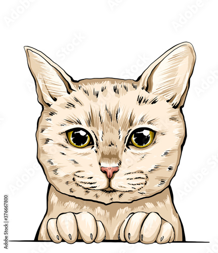hand-drawn vector portrait of a cat. colorful portrait of a cat muzzle. cat portrait beautiful eyes minimalistic graphic illustration. feline fluffy portrait of a thoroughbred pet. American cat