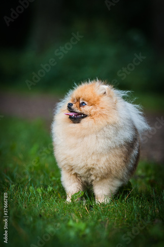 Super beautiful pomeranian dog posing outside after dog show.