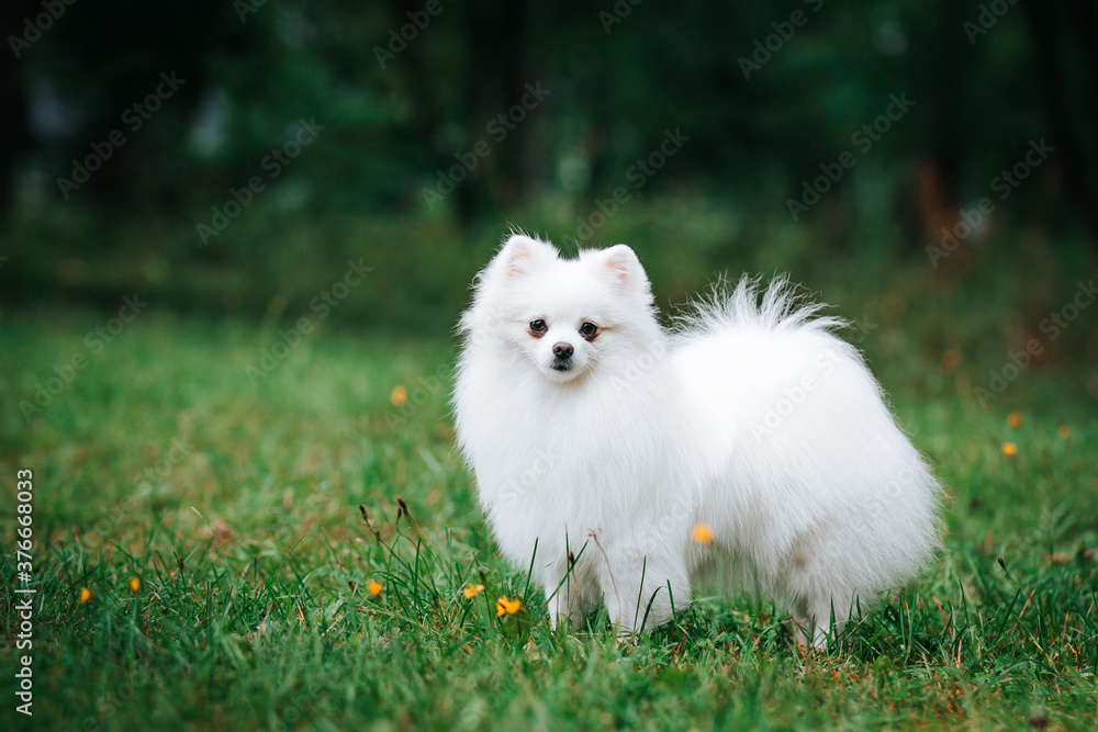 Pomeranian white dog posing in green park outside. Happy pomeranian face Pomeranian white dog posing in green park outside. Happy pomeranian face