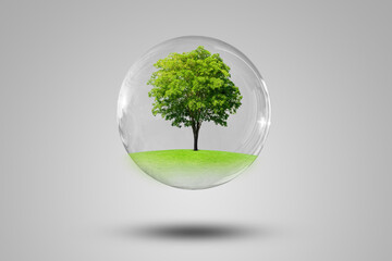 Ecology and Environmental Concept : Green tree growth thru grass meadow field in water bubble on gray background. (Clipping path)