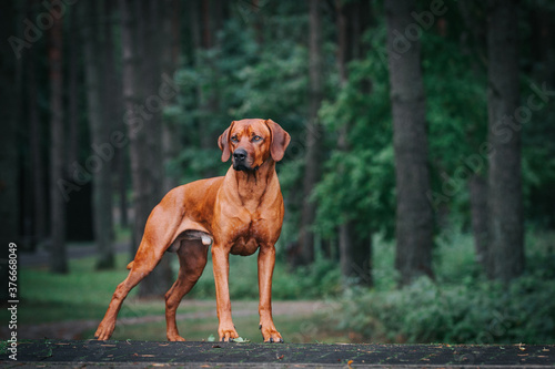 Slika na platnu Rhodesian Ridgeback portrait. Dog portrait in green background.