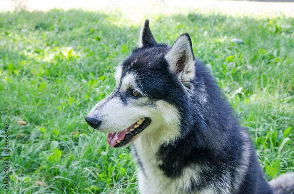 portrait of a young beautiful dog husky breed in nature.