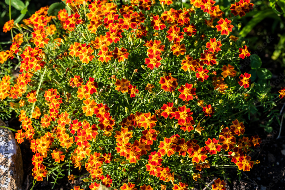 orange flowers bushes in the flowerbed