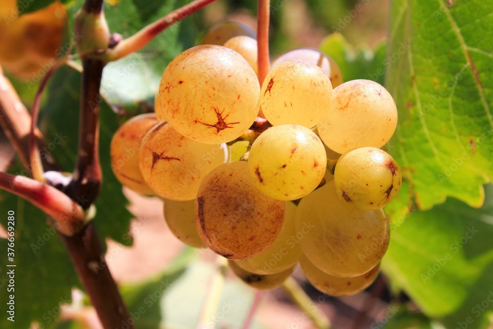 Ripe white wine grapes on vineyard in the outskirts of Athens in Attica, Greece. Ripe white wine grapes on vineyard in the outskirts of Athens in Attica, Greece.