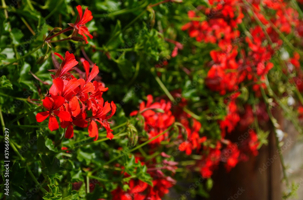 blooming geranium bright colors close up