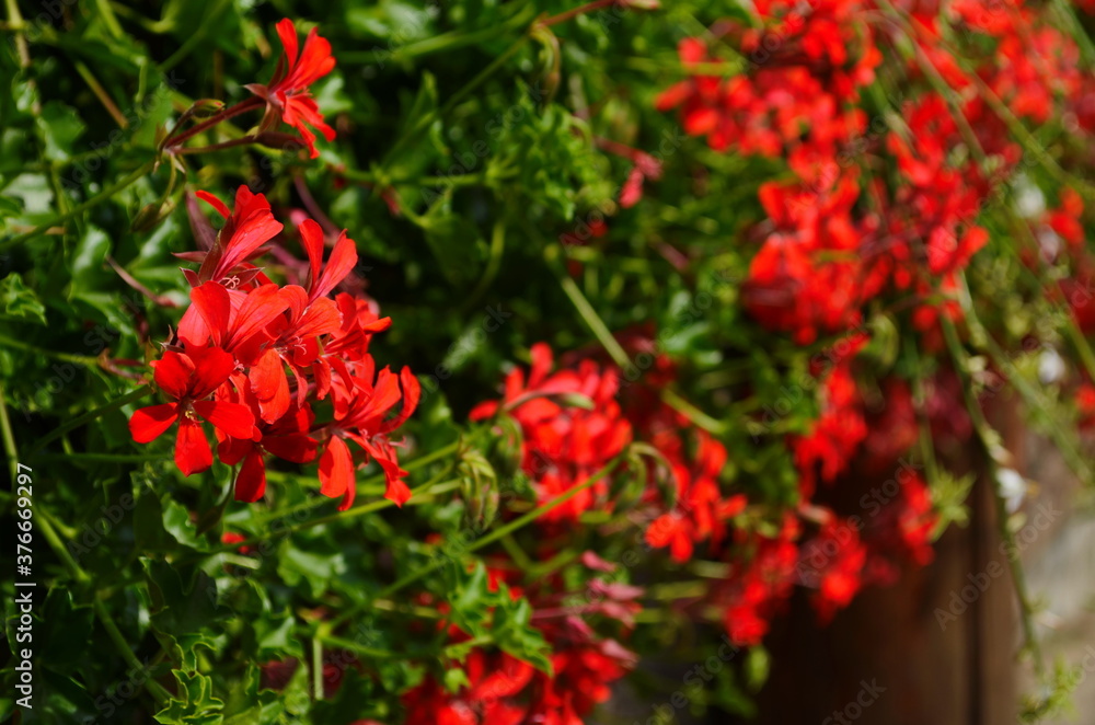 blooming geranium bright colors close up blooming geranium bright colors close up