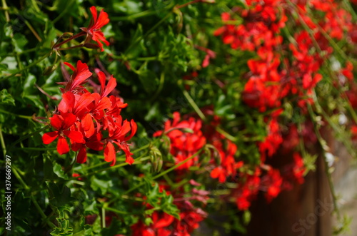 blooming geranium bright colors close up