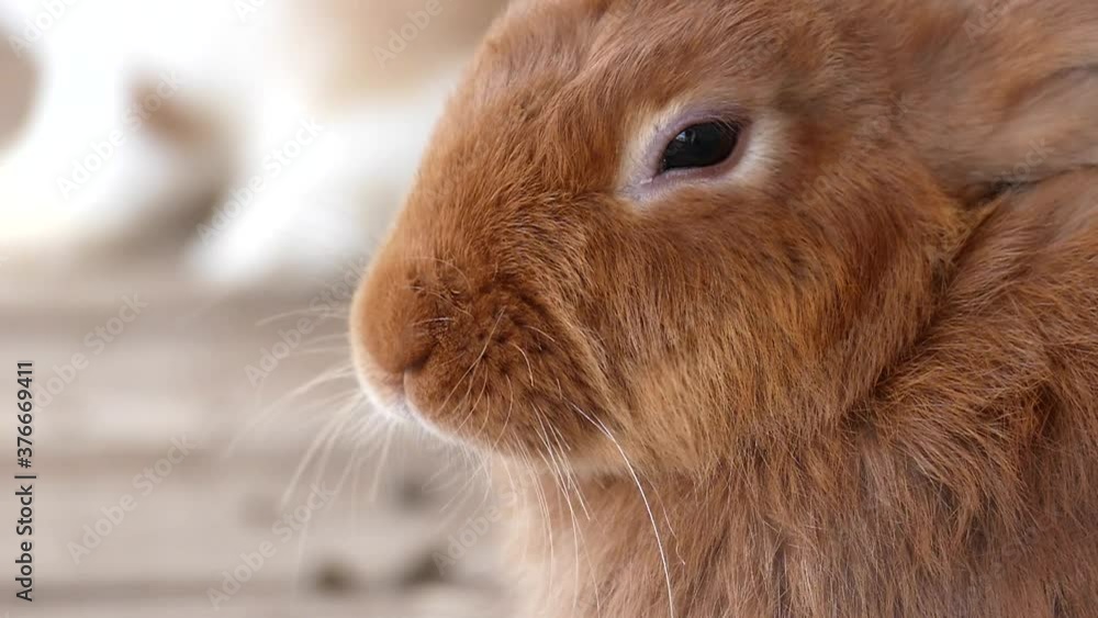 Close-up brown rabbit chewing food. Delicious concept. Cute animal in slow motion. Close-up brown rabbit chewing food. Delicious concept. Cute animal in slow motion.
