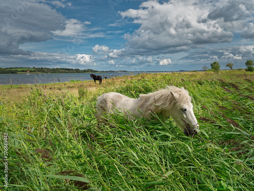White horse eating reed near Flensborg fjord at Gendarmstien, Denmark