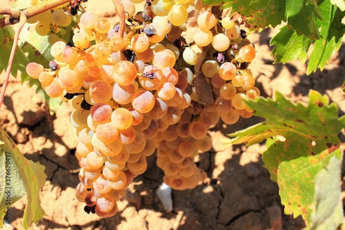 Ripe white wine grapes on vineyard in the outskirts of Athens in Attica, Greece. photo