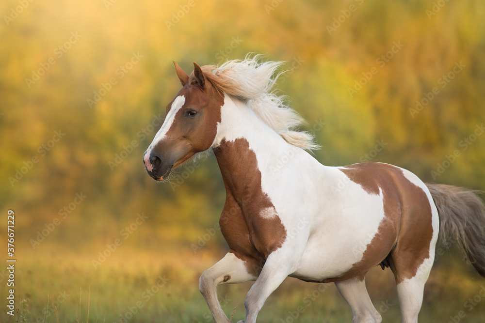 Piebald horse run gallop on meadow Piebald horse run gallop on meadow