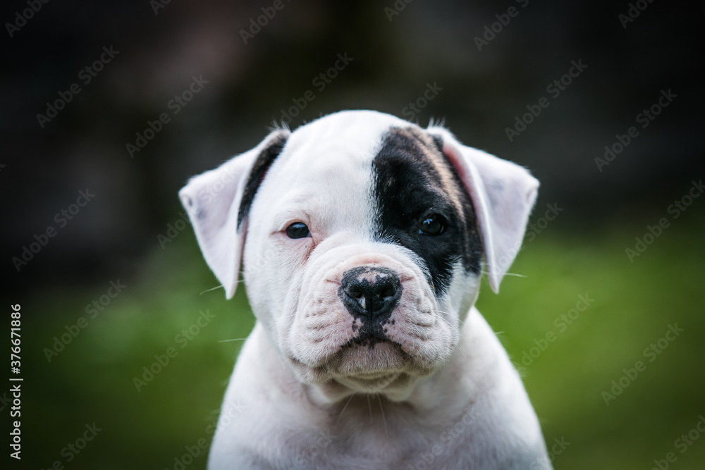 American bulldog purebred dog puppy outside. Green background and bull type dog.