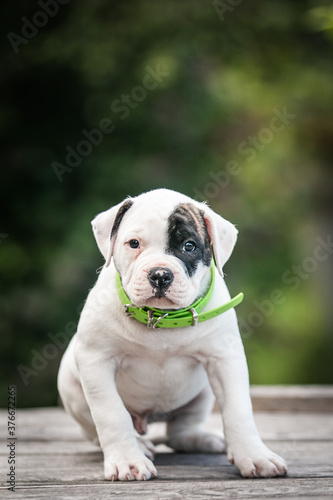 American bulldog purebred dog puppy outside. Green background and bull type dog. 