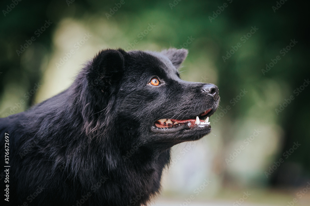Swedish Lapphund dog posing outside after dog show. Swedish Lapphund dog posing outside after dog show.