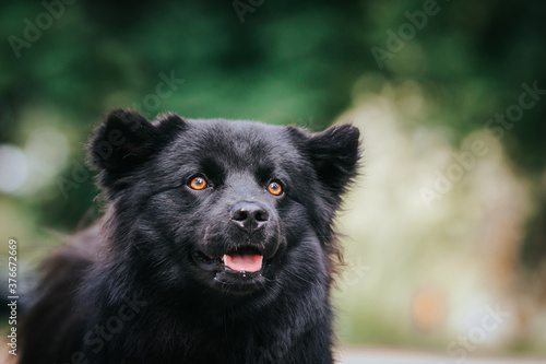 Swedish Lapphund dog posing outside after dog show.  