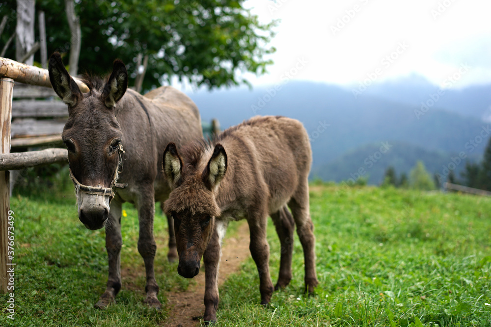 zwei Esel stehen auf einem schmalen Pfad auf einer Almweide in den Bergen zwei Esel stehen auf einem schmalen Pfad auf einer Almweide in den Bergen