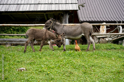 Esel / Eselstute und Fohlen stehen gemeinsam mit einem Huhn auf der Weide vor einer Almhütte